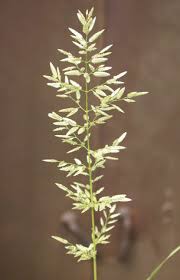 Image result for Eragrostis plana