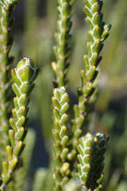 Image result for Passerina montana