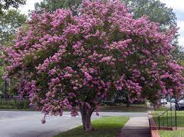 Maybe you would like to learn more about one of these? Everything You Need To Know About Twilight Crape Myrtle Trees This Old House