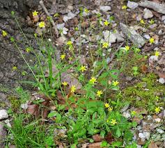 Image result for Ranunculus volkensii