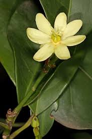 Image result for Cavacoa