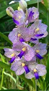 Pin On Orquideas De Todas Las Especies