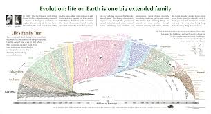 Evolution Links