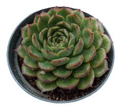 Image result for Criscianthus