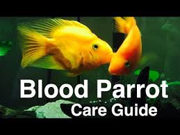 blood parrot cichlid care tank mates setup