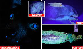 Read on to find out about this fierce little marsupial. Shocked Scientists Discover Tasmanian Devils Glow In The Dark Along With Other Australian Marsupials Daily Mail Online