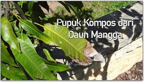Maybe you would like to learn more about one of these? Mudahnya Cara Membuat Pupuk Kompos Dari Daun Mangga