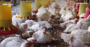 Cara Budidaya Ternak Ayam Pedaging Yang Menjanjikan Untuk Pemula