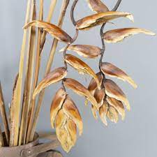 Dried Hanging Heliconia Flowers Fiftyflowers Com