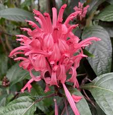 Image result for Justicia heterocarpa