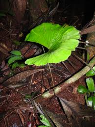 Image result for Schizaea