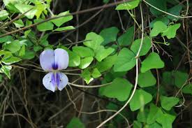 Image result for Vigna unguiculata