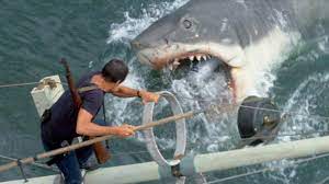 Shark attack classification and external resources a sign warning about the presence of sharks off salt rock, south africa. Shark Attacks How Common Are They