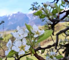 Presenta fiori bianchi a mazzetti fra la primavera e l'estate, molto profumati. Come Riconoscere 6 Alberi Da Frutto Dai Loro Fiori