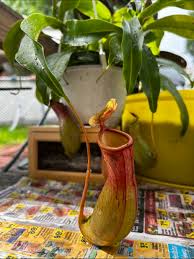 Image result for Trachyandra burkei