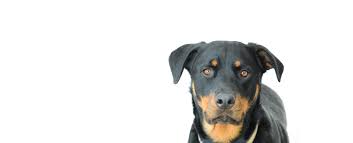 1x female and 2x male border collie puppies for sale. Mid America Rottweiler Rescue