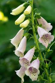 Roses, seasonal flowers and mixed bouquets available online for all occasions. Digitalis Purpurea Blossoms Blossoms Pink Foxglove Bell Shaped Flowers Speckled Piqsels