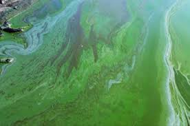 Image result for Habrochloa