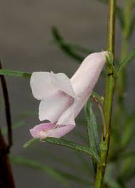 Image result for Sesamum calycinum