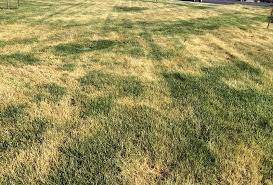 Brown Spots In New Sod Prato Tappeti Erbosi Diserbante