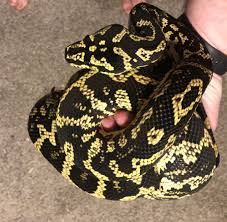Several morphs have also been established, adding to the variety of projects available with this subspecies. Snake Profile Jungle Carpet Python With Photos