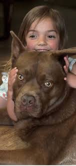 Missing dog in Ne Hayden Lake area, off Ohio Match Rd