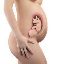 7 Semanas De Gravidez Guia Do Bebe