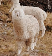 Currently around 20 percent of global methane emissions stem from ruminants. Alpaca Bellepaga