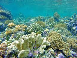 Maybe you would like to learn more about one of these? Tempat Diving Terindah Di Sulawesi Yang Tawarkan Keindahan Bawah Laut Reddoorz Blog