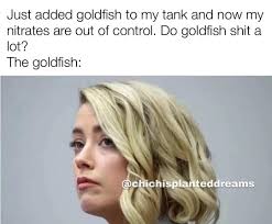 Im struggling some what with black algae, any tips fish folk? Its a  nightmare to get off,