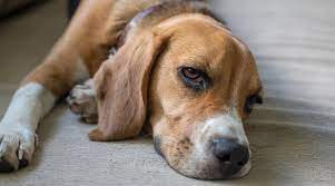 Transform your bedroom and sleep with our range of bedroom furniture series and accessories carefully curated with quality sleep and variety of styles in mind. Best Dog Beds For Beagles Ratings Reviews Top Picks