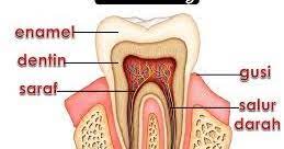 Gigi haiwan sains tahun 3 mp3 & mp4. Nota Sains Upsr Nota Sains Gigi Tahun 3