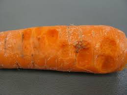 Image result for شکافتگی ریشه هویج