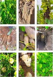 Image result for Dioscorea cayenensis