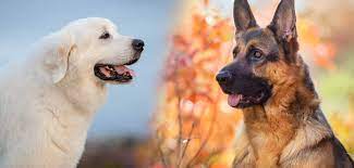 First 2 rounds of vaccines have been given. Great Pyrenees German Shepherd Mix Guard Dog Or Perfect Pet