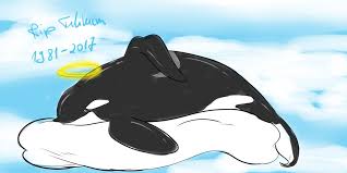 Poor Little Baby I Feel So Bad And Powerless That We Can T Help All The Animals In Captivity Tilikum Cute Shark Animal Activist