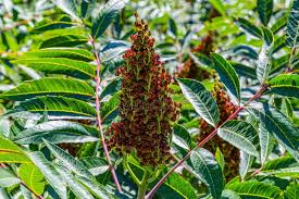 Image result for Anacardiaceae