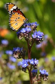 Image result for Anchusa capensis