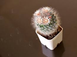 Scheda informativa e raccolta fotografica della pianta grassa mammillaria matudae per la sezione cactaceae. à¹à¸¡à¸¡à¸¡ à¸¥à¸¥à¸²à¹€à¸£ à¸¢ 1 Jinnytent Cactus