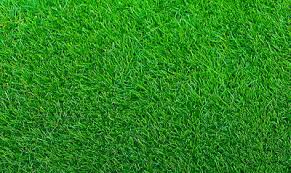 Empire turf is a zoysia grass that has truly raised the bar for warm season turf grass. Empire Zoysia Grassamen Rasen Gras 1 8 Lb Ebay