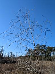 Image result for Sesbania brevipedunculata