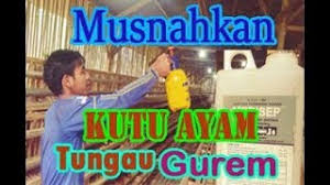 Meskipun itu, beratnya masih berada diantara berat ayam petelur ringan dan ayam broiler. Waw Ini Penyebab Ayam Mati Mendadak Petelur Or Pedaging Youtube