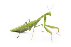 Maybe you would like to learn more about one of these? Eco Talk The Curiosity That Is The Praying Mantis Lifestyles Auburnpub Com