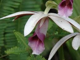 Image result for Phaius occidentalis