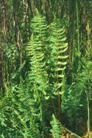 Image result for Thelypteris confluens