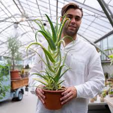 Image result for Aloe arborescens