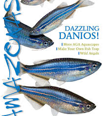 Ardens which differs morphologically from b. Barilius Ardens Archives Amazonas Magazine