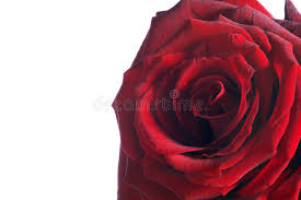 Die rote rose ist unter all den rosen, vollblut und reich unbestreitbar das schönste. Rote Rose Photos Free Royalty Free Stock Photos From Dreamstime