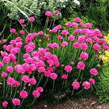 Best Flowers And Plants For Your Garden Garden Flower Beds Flowers Perennials Shade Flowers
