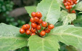 Plantes contre cancers et leuc plantes contre l'asthme. Nouvelles Therapies Naturelles Contre Le Cancer